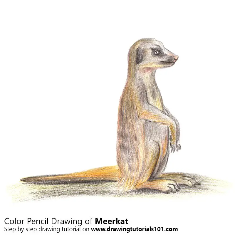 Meerkat Color Pencil Drawing