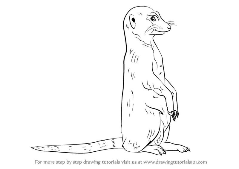 Learn How to Draw a Meerkat (Wild Animals) Step by Step : Drawing Tutorials
