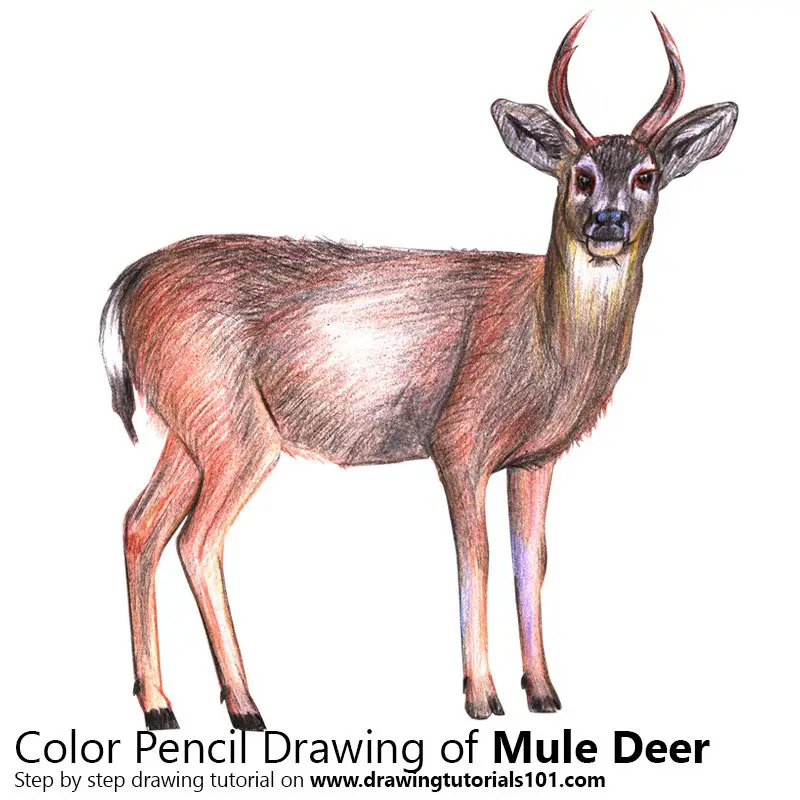Mule Deer Color Pencil Drawing