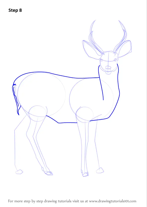 Step by Step How to Draw a Mule Deer