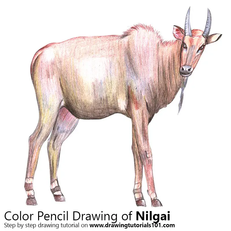 Nilgai Color Pencil Drawing