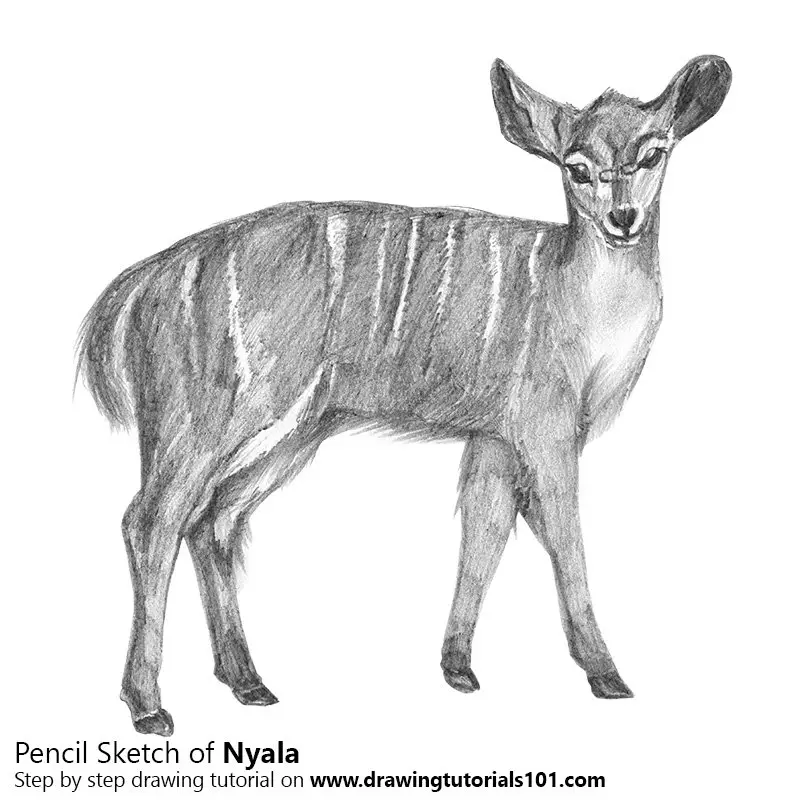 Pencil Sketch of Nyala - Pencil Drawing