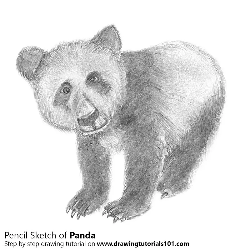 Pencil Sketch of Panda - Pencil Drawing