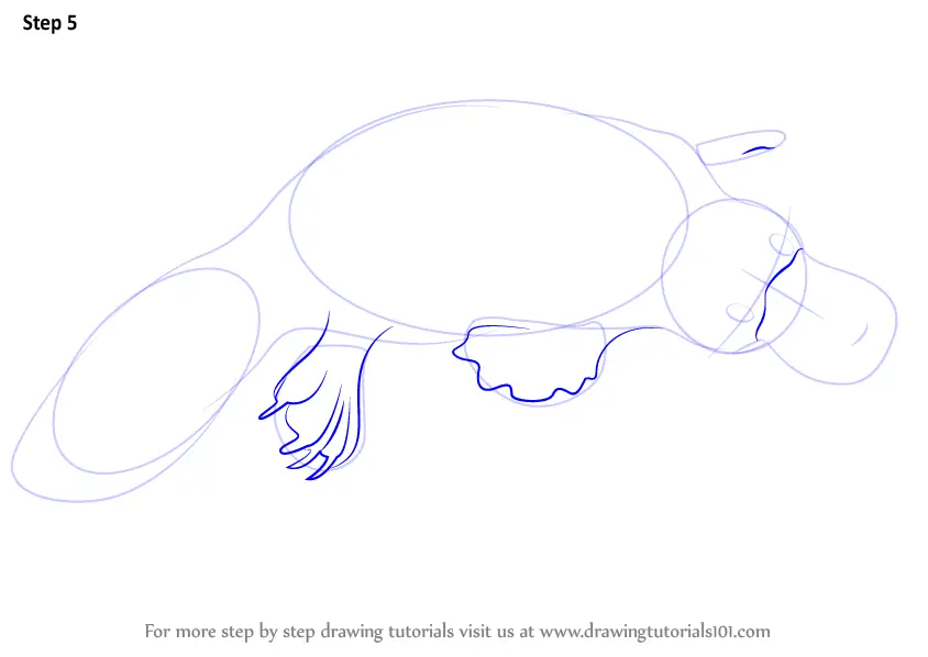 Learn How to Draw a Platypus (Wild Animals) Step by Step : Drawing