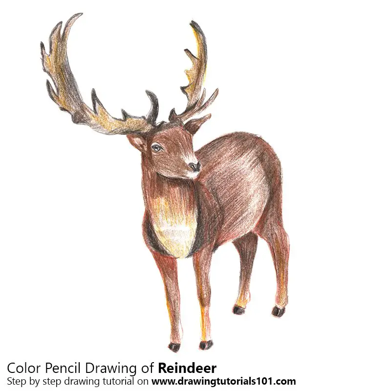 Reindeer Color Pencil Drawing