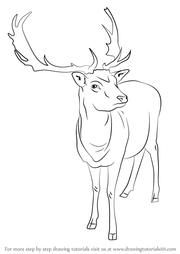 Reindeer Drawing  How To Draw A Reindeer Step By Step
