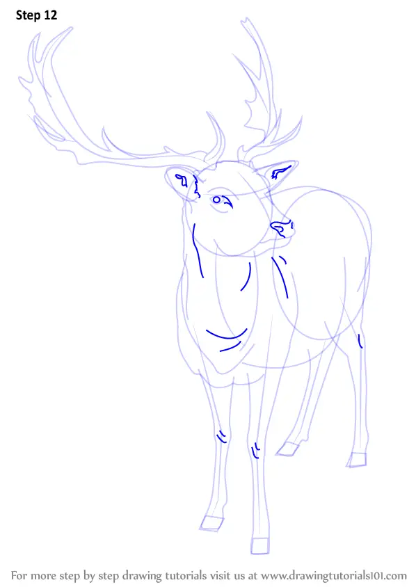 Learn How to Draw a Reindeer (Wild Animals) Step by Step Drawing