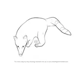 How to Draw a Ring-tailed Coati
