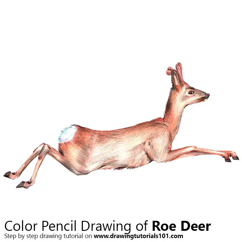 Roe Deer Color Pencil Drawing
