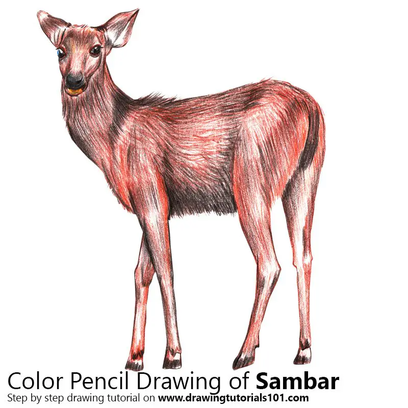 Sambar Deer Color Pencil Drawing