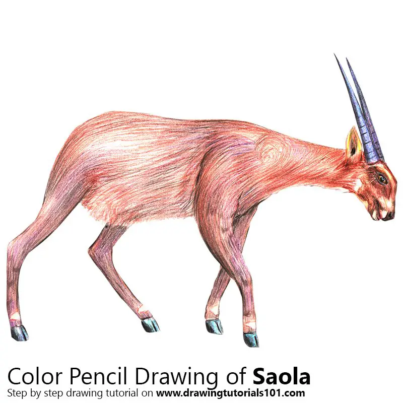 Saola Color Pencil Drawing
