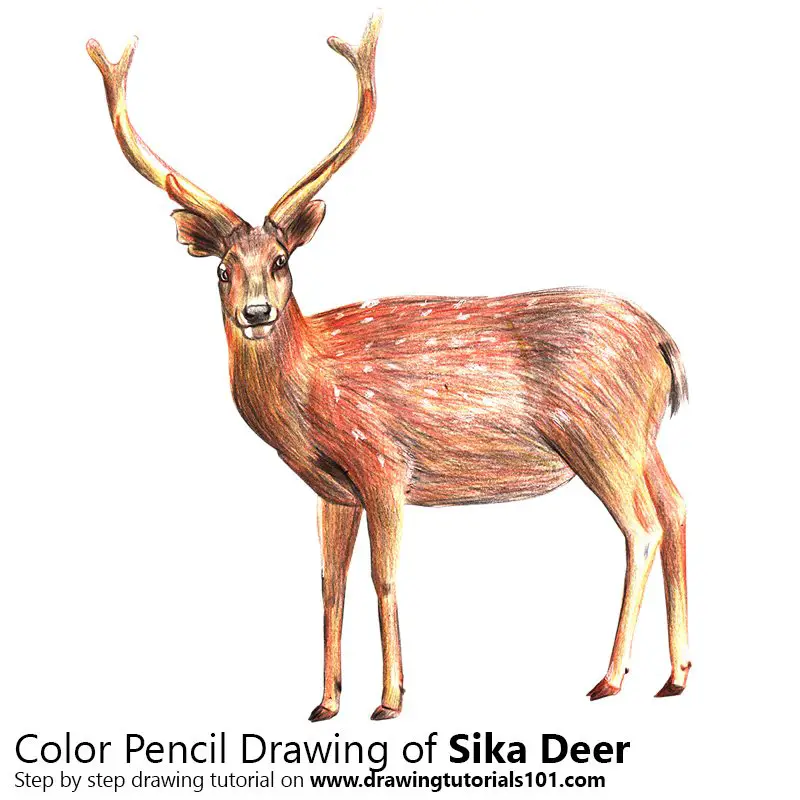 Sika Deer Color Pencil Drawing