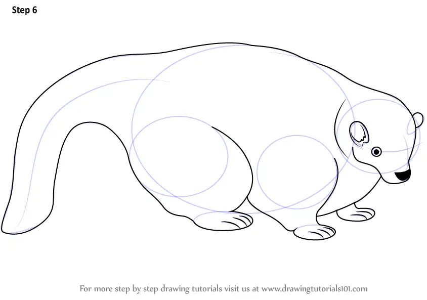 Learn How to Draw a Skunk (Wild Animals) Step by Step : Drawing Tutorials