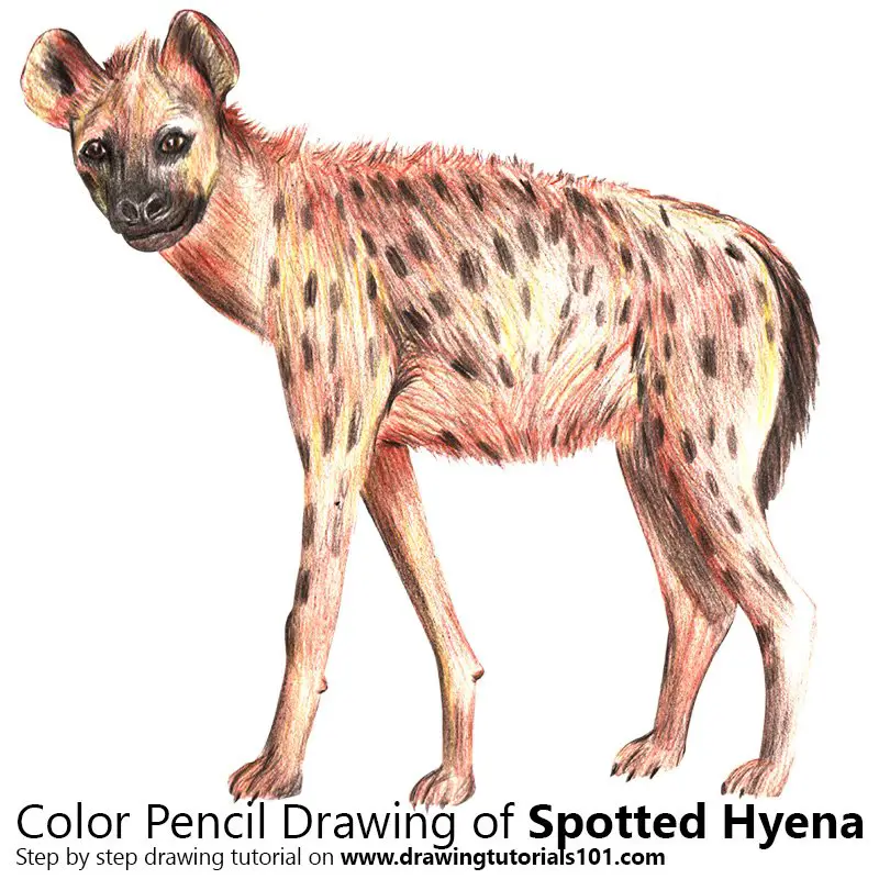 Spotted Hyena Color Pencil Drawing