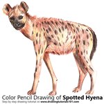 How to Draw a Spotted Hyena