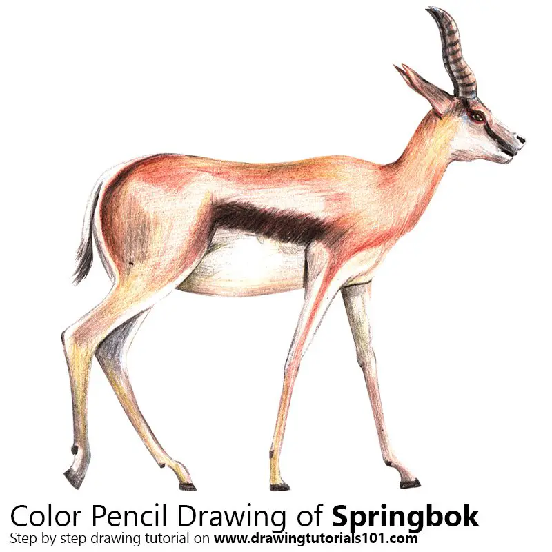 Springbok Color Pencil Drawing