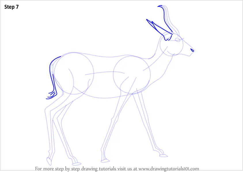 Learn How to Draw a Springbok (Wild Animals) Step by Step Drawing