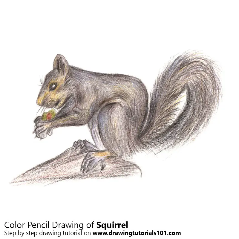 Squirrel Color Pencil Drawing