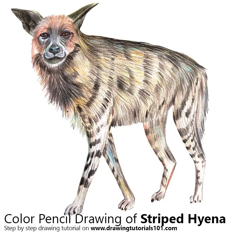 Striped Hyena Color Pencil Drawing