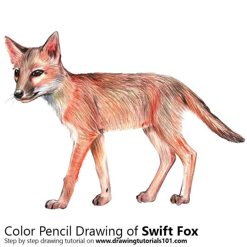 Swift Fox Color Pencil Drawing