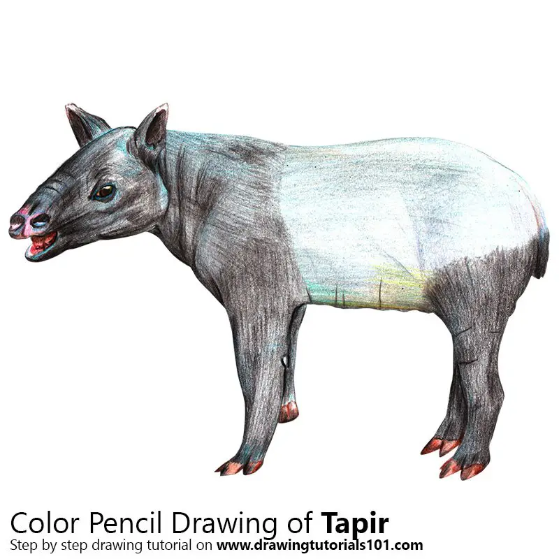 Tapir Color Pencil Drawing