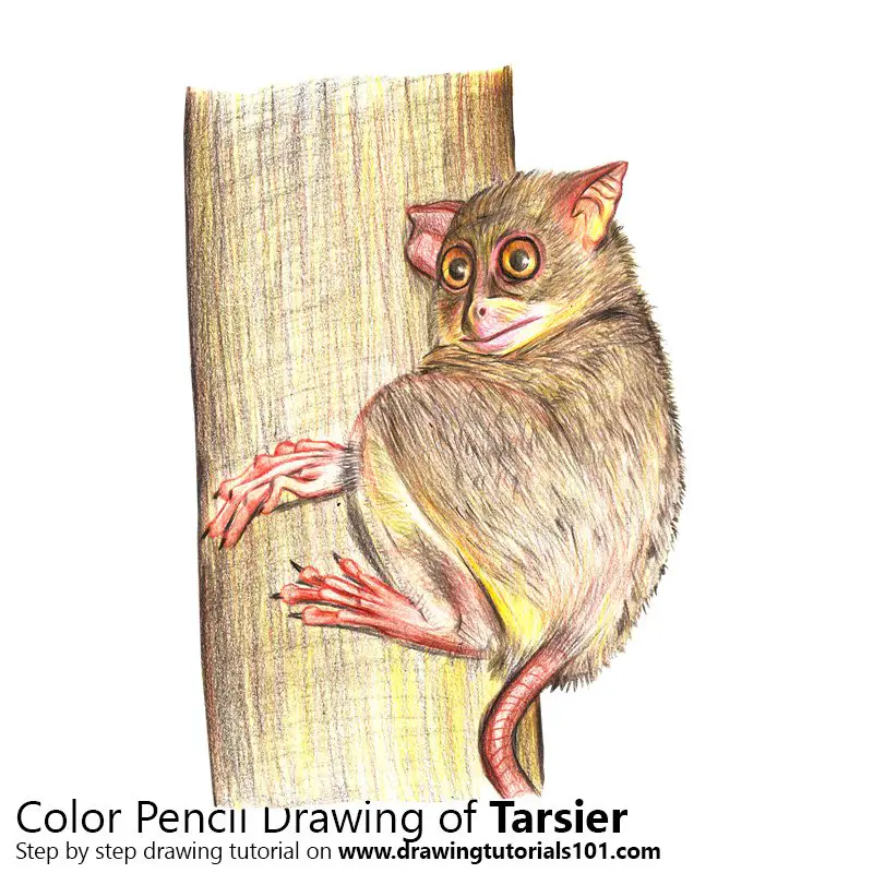 Tarsier Color Pencil Drawing