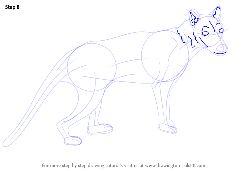 Step by Step How to Draw a Tasmanian tiger : DrawingTutorials101.com