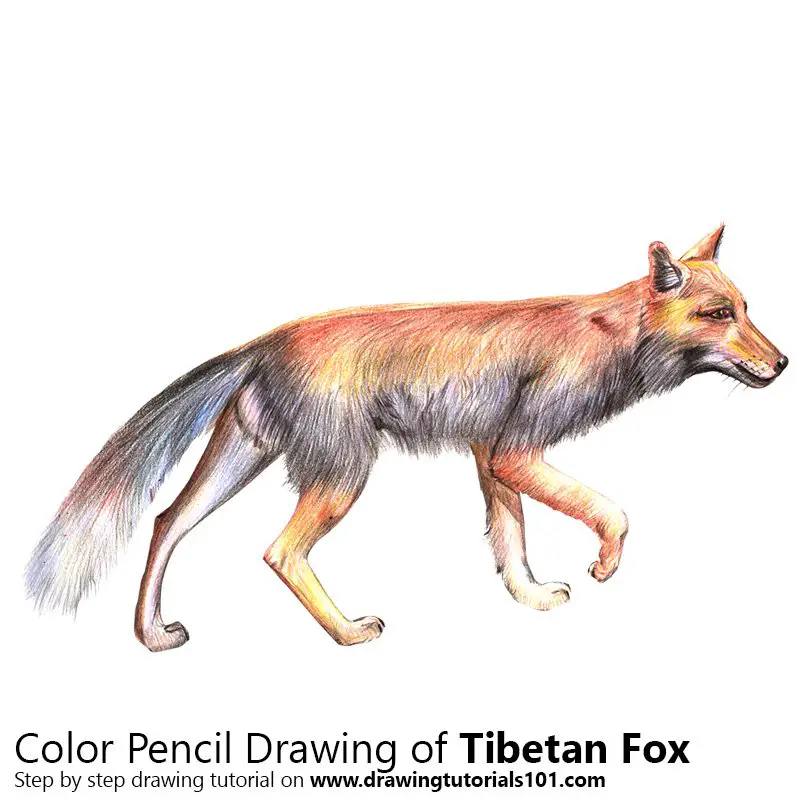 Tibetan Fox Color Pencil Drawing