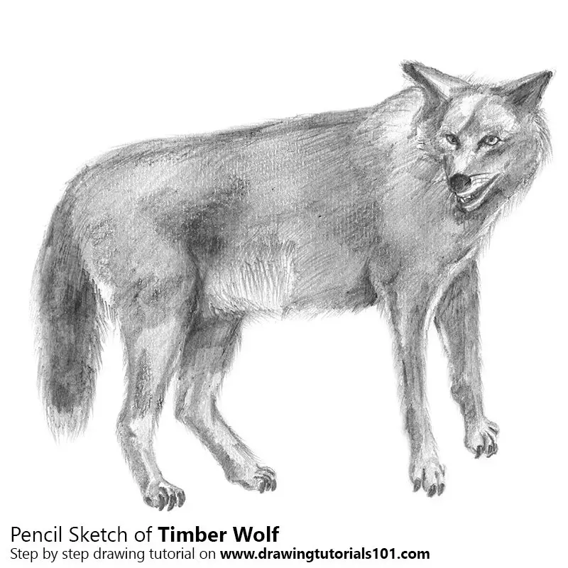 easy wolf drawings in pencil