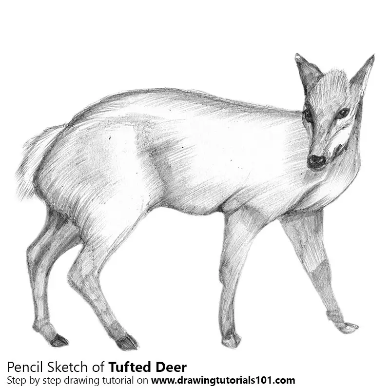 Pencil Sketch of Tufted Deer - Pencil Drawing