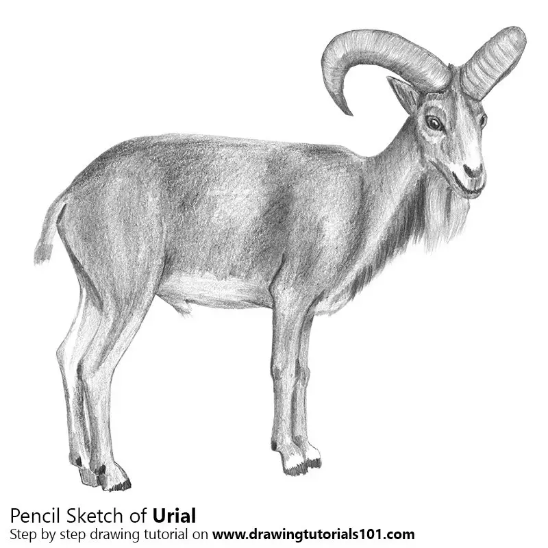Pencil Sketch of Urial - Pencil Drawing