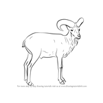 How to Draw a Urial