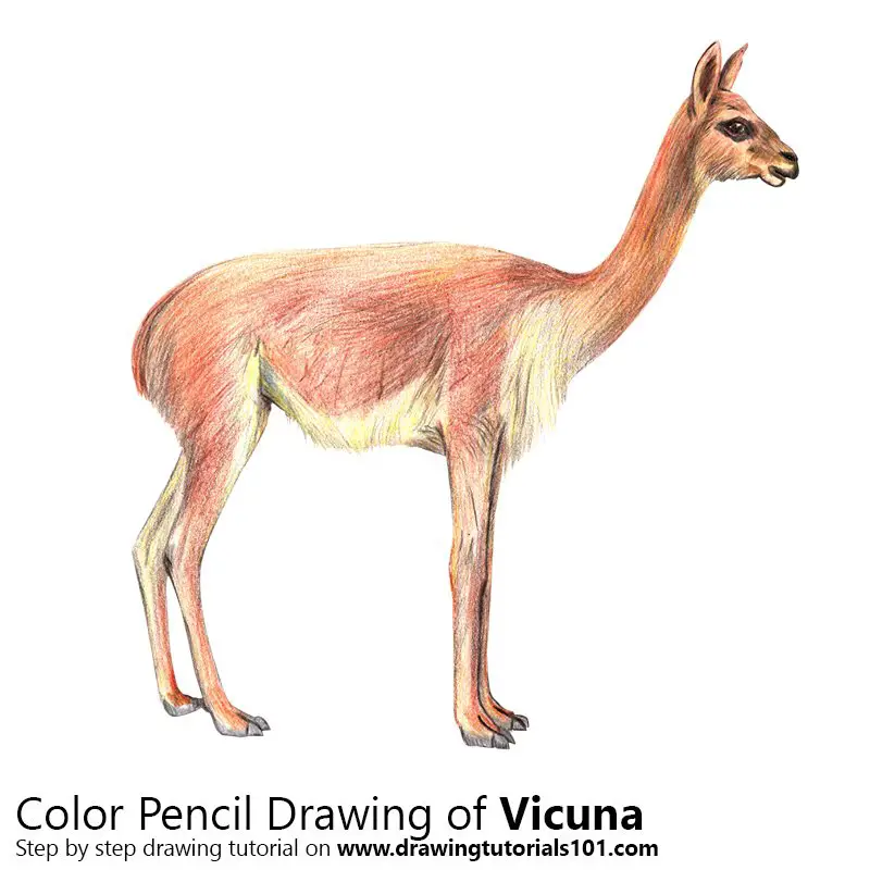 Vicuna Color Pencil Drawing