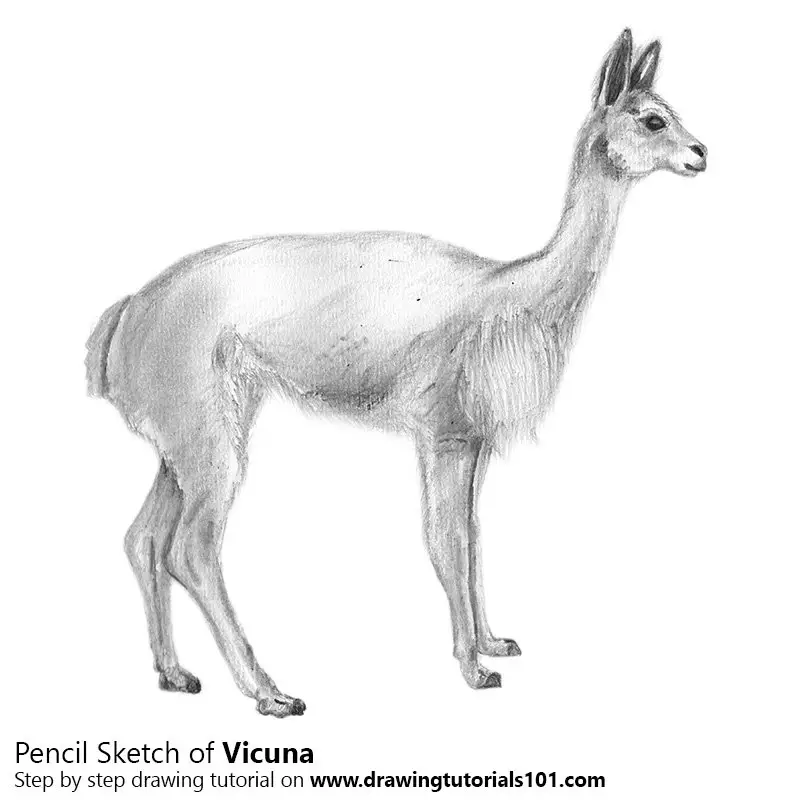 Pencil Sketch of Vicuna - Pencil Drawing