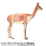 How to Draw a Vicuna