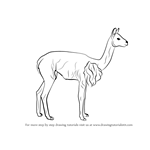 How to Draw a Vicuna