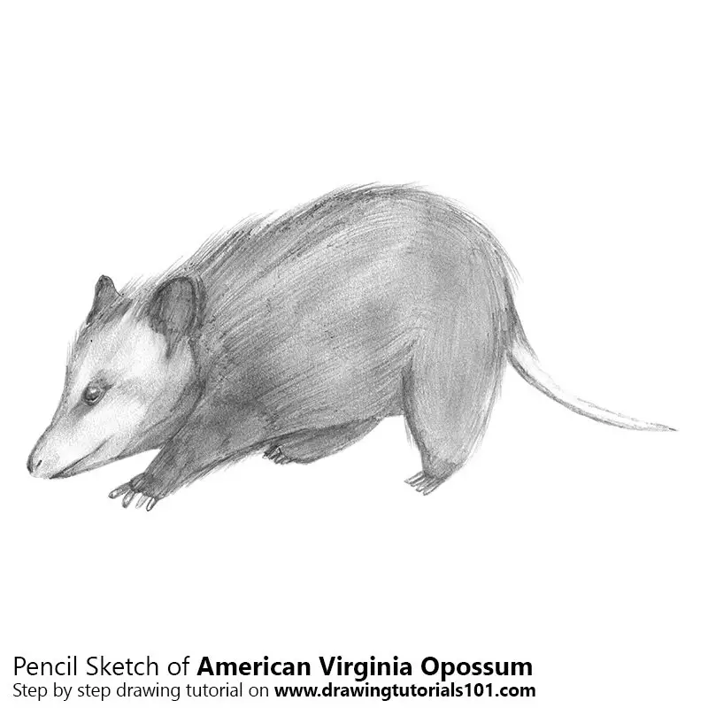Pencil Sketch of Virginia opossum - Pencil Drawing