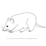How to Draw a Virginia opossum