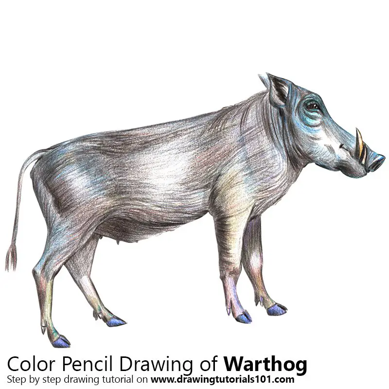 Warthog Color Pencil Drawing