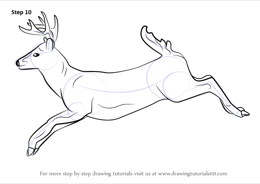Learn How to Draw a Whitetailed Deer (Wild Animals) Step by Step