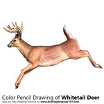 How to Draw a White-tailed Deer