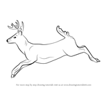 How to Draw a White-tailed Deer