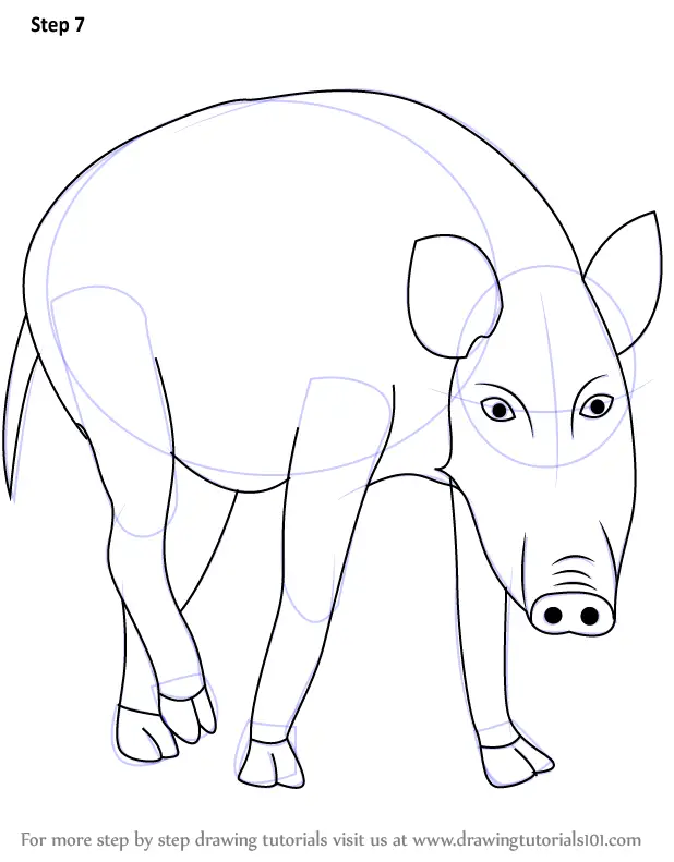 Learn How to Draw a Wild Boar (Wild Animals) Step by Step Drawing