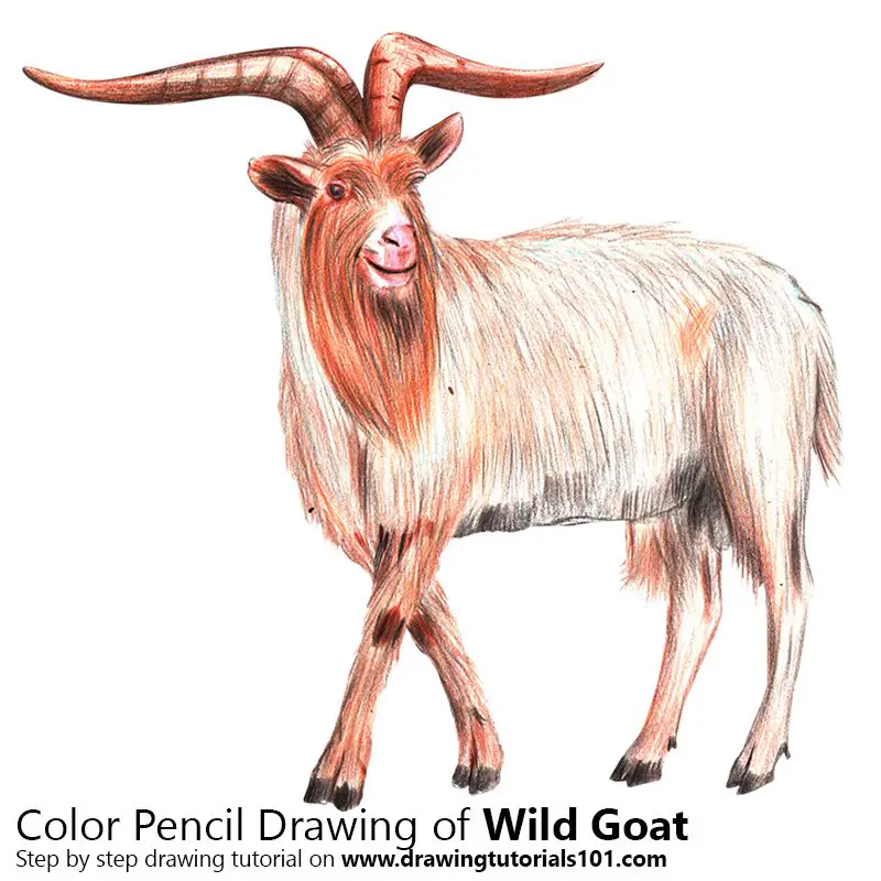 Wild Goat Color Pencil Drawing