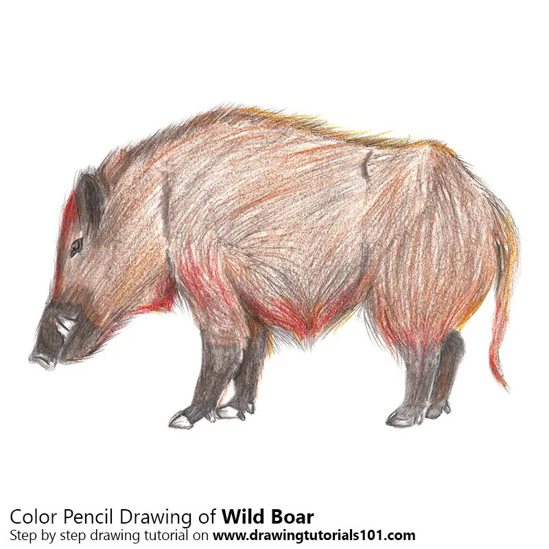 Wild Boar Color Pencil Drawing