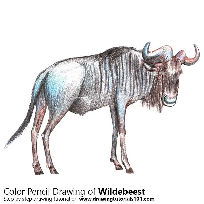 Wildebeest Color Pencil Drawing