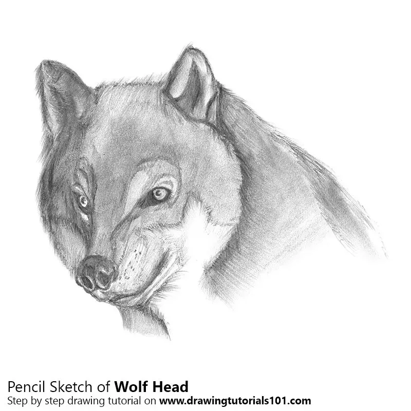 Pencil Sketch of Wolf Head - Pencil Drawing
