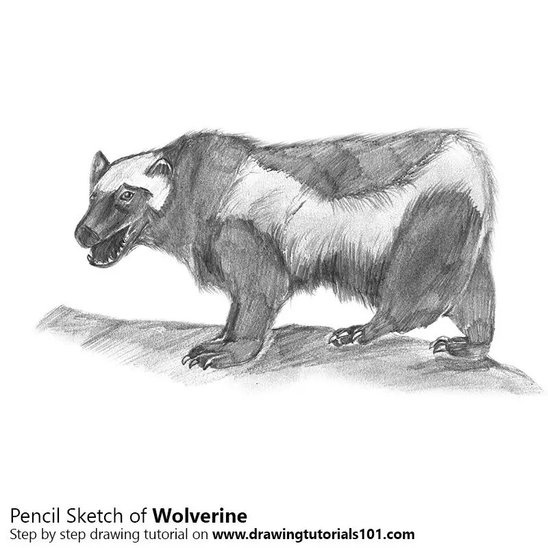 Pencil Sketch of Wolverine - Pencil Drawing