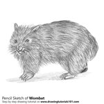 How to Draw a Wombat