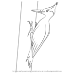 How to Draw an Imperial Woodpecker